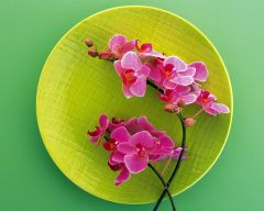 Tapeta Nature Flowers 593.jpg